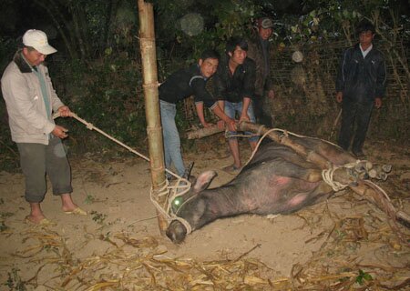 Sổ tay du lịch so tay du lich Sotaydulich Sotay Dulich Khampha Kham Pha Bui Thu tuc cuoi hoi cua nguoi Thai den