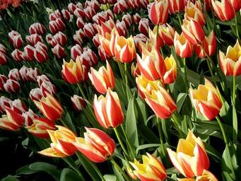 Sổ tay du lịch so tay du lich Sotaydulich Sotay Dulich Khampha Kham Pha Bui Kham pha vuong quoc tulip