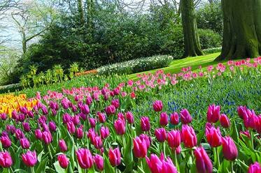 Sổ tay du lịch so tay du lich Sotaydulich Sotay Dulich Khampha Kham Pha Bui Kham pha vuong quoc tulip