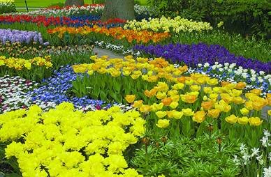 Sổ tay du lịch so tay du lich Sotaydulich Sotay Dulich Khampha Kham Pha Bui Kham pha vuong quoc tulip