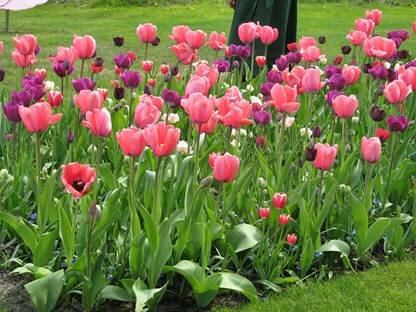 Sổ tay du lịch so tay du lich Sotaydulich Sotay Dulich Khampha Kham Pha Bui Kham pha vuong quoc tulip