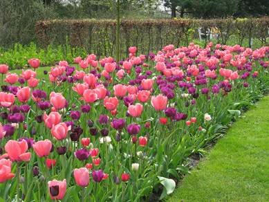 Sổ tay du lịch so tay du lich Sotaydulich Sotay Dulich Khampha Kham Pha Bui Kham pha vuong quoc tulip