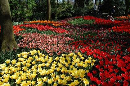Sổ tay du lịch so tay du lich Sotaydulich Sotay Dulich Khampha Kham Pha Bui Kham pha vuong quoc tulip