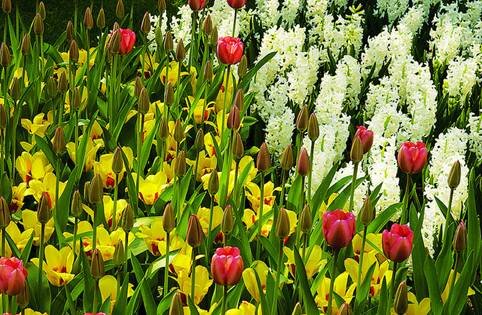 Sổ tay du lịch so tay du lich Sotaydulich Sotay Dulich Khampha Kham Pha Bui Kham pha vuong quoc tulip
