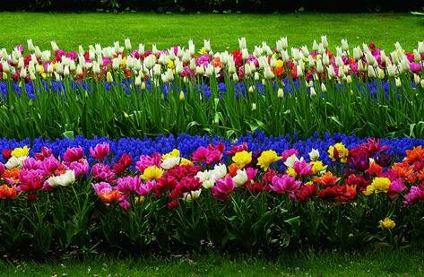 Sổ tay du lịch so tay du lich Sotaydulich Sotay Dulich Khampha Kham Pha Bui Kham pha vuong quoc tulip
