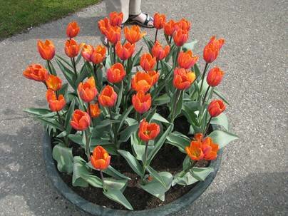 Sổ tay du lịch so tay du lich Sotaydulich Sotay Dulich Khampha Kham Pha Bui Kham pha vuong quoc tulip