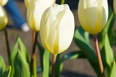 Sổ tay du lịch so tay du lich Sotaydulich Sotay Dulich Khampha Kham Pha Bui Kham pha vuong quoc tulip
