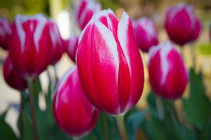 Sổ tay du lịch so tay du lich Sotaydulich Sotay Dulich Khampha Kham Pha Bui Kham pha vuong quoc tulip