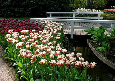 Sổ tay du lịch so tay du lich Sotaydulich Sotay Dulich Khampha Kham Pha Bui Kham pha vuong quoc tulip