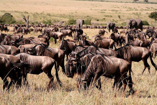 Sổ tay du lịch so tay du lich Sotaydulich Sotay Dulich Khampha Kham Pha Bui Những đểm đến hấp dẫn tại Kenya