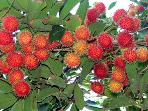 Sổ tay du lịch so tay du lich Sotaydulich Sotay Dulich Khampha Kham Pha Bui Con Phung noi hoi tu trai cay mua he