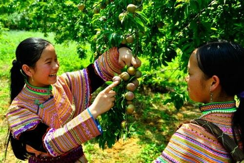 Sổ tay du lịch so tay du lich Sotaydulich Sotay Dulich Khampha Kham Pha Bui Len Bac Ha hai man tam hoa