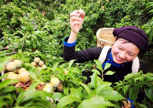 Sổ tay du lịch so tay du lich Sotaydulich Sotay Dulich Khampha Kham Pha Bui Len Bac Ha hai man tam hoa
