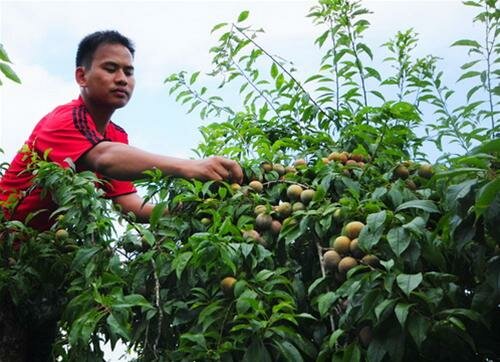 Sổ tay du lịch so tay du lich Sotaydulich Sotay Dulich Khampha Kham Pha Bui Len Bac Ha hai man tam hoa