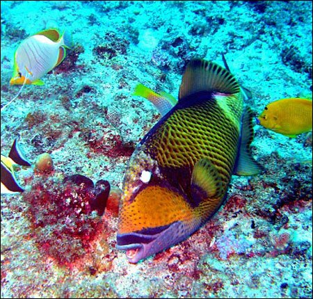 Sổ tay du lịch so tay du lich Sotaydulich Sotay Dulich Khampha Kham Pha Bui Den voi Mauritius xinh dep