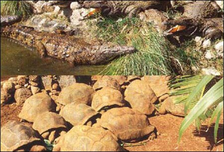 Sổ tay du lịch so tay du lich Sotaydulich Sotay Dulich Khampha Kham Pha Bui Den voi Mauritius xinh dep