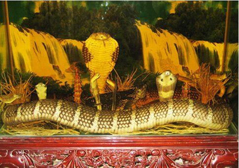 Sổ tay du lịch so tay du lich Sotaydulich Sotay Dulich Khampha Kham Pha Bui Tham bao tang ran lon nhat Viet Nam