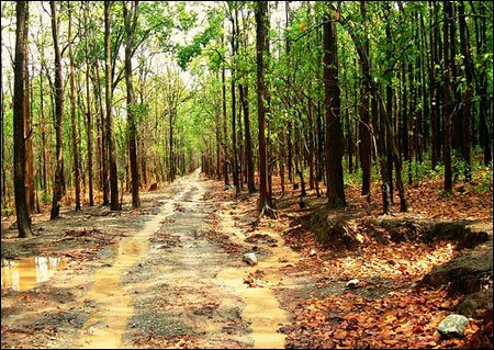 Sổ tay du lịch so tay du lich Sotaydulich Sotay Dulich Khampha Kham Pha Bui Vuon quoc gia Jim Corbett