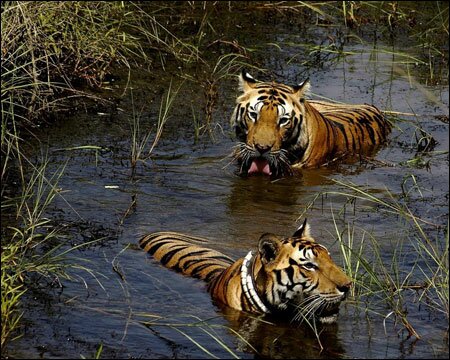 Sổ tay du lịch so tay du lich Sotaydulich Sotay Dulich Khampha Kham Pha Bui Vuon quoc gia Jim Corbett