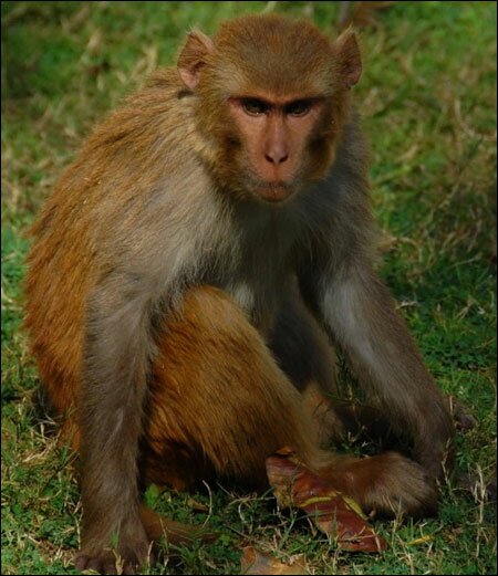 Sổ tay du lịch so tay du lich Sotaydulich Sotay Dulich Khampha Kham Pha Bui Vuon quoc gia Jim Corbett