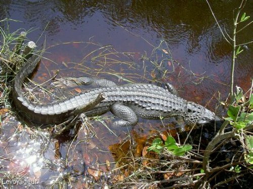 Sổ tay du lịch so tay du lich Sotaydulich Sotay Dulich Khampha Kham Pha Bui Nang am o Florida
