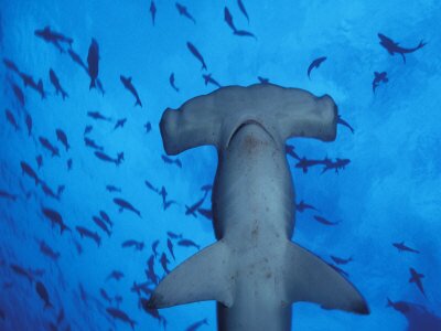 Sổ tay du lịch so tay du lich Sotaydulich Sotay Dulich Khampha Kham Pha Bui Nhung dieu ban chua biet ve quan dao Galapagos