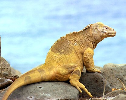 Sổ tay du lịch so tay du lich Sotaydulich Sotay Dulich Khampha Kham Pha Bui Nhung dieu ban chua biet ve quan dao Galapagos