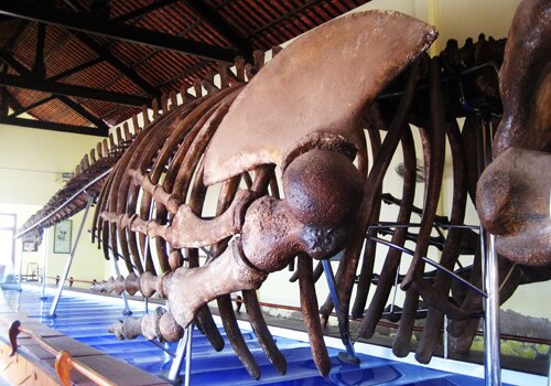 Sổ tay du lịch so tay du lich Sotaydulich Sotay Dulich Khampha Kham Pha Bui Chiem nguong bo xuong ca Ong lon nhat Dong Nam A
