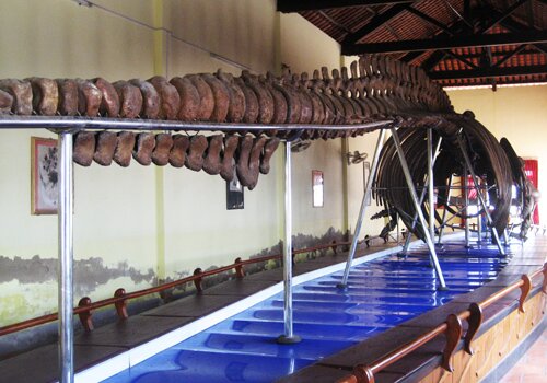 Sổ tay du lịch so tay du lich Sotaydulich Sotay Dulich Khampha Kham Pha Bui Chiem nguong bo xuong ca Ong lon nhat Dong Nam A