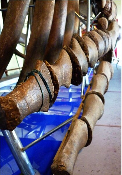 Sổ tay du lịch so tay du lich Sotaydulich Sotay Dulich Khampha Kham Pha Bui Chiem nguong bo xuong ca Ong lon nhat Dong Nam A