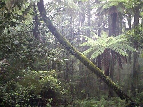 Sổ tay du lịch so tay du lich Sotaydulich Sotay Dulich Khampha Kham Pha Bui Du lich Bui den Papua New Guinea hoang da