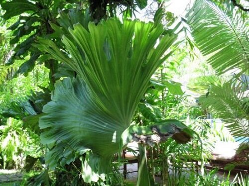 Sổ tay du lịch so tay du lich Sotaydulich Sotay Dulich Khampha Kham Pha Bui Du lich Bui den Papua New Guinea hoang da