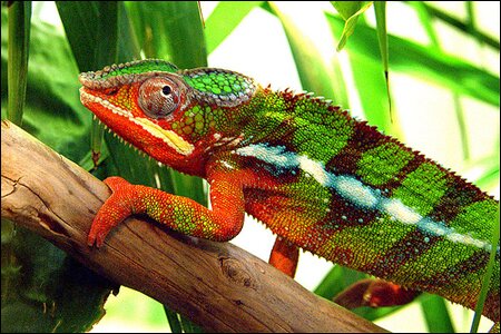 Sổ tay du lịch so tay du lich Sotaydulich Sotay Dulich Khampha Kham Pha Bui Kham pha vuon quoc gia Tsingy De Bemaraha, Madagascar