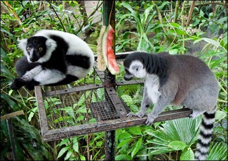 Sổ tay du lịch so tay du lich Sotaydulich Sotay Dulich Khampha Kham Pha Bui Kham pha vuon quoc gia Tsingy De Bemaraha, Madagascar