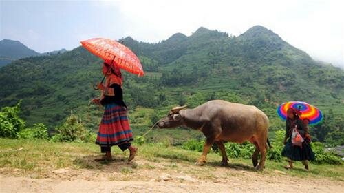 Sổ tay du lịch so tay du lich Sotaydulich Sotay Dulich Khampha Kham Pha Bui Doc dao cho trau Can Cau