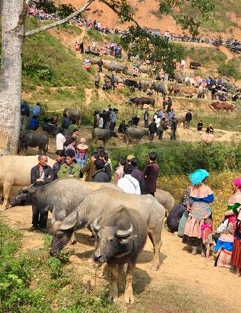 Sổ tay du lịch so tay du lich Sotaydulich Sotay Dulich Khampha Kham Pha Bui Doc dao cho trau Can Cau