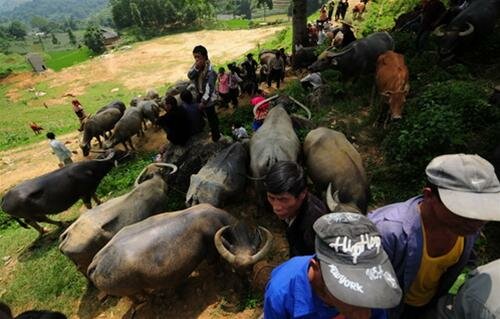 Sổ tay du lịch so tay du lich Sotaydulich Sotay Dulich Khampha Kham Pha Bui Doc dao cho trau Can Cau