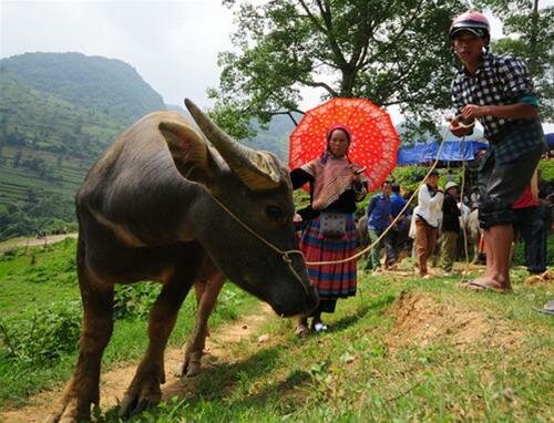 Sổ tay du lịch so tay du lich Sotaydulich Sotay Dulich Khampha Kham Pha Bui Doc dao cho trau Can Cau