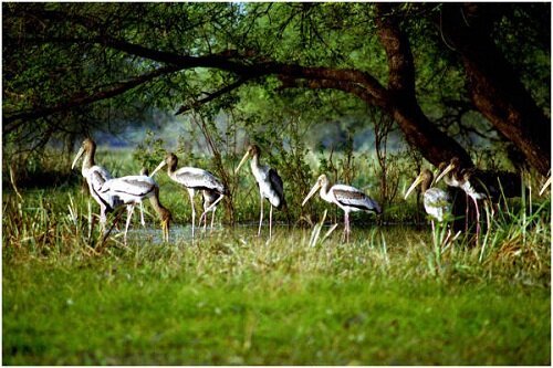 Sổ tay du lịch so tay du lich Sotaydulich Sotay Dulich Khampha Kham Pha Bui Ngoi lang Kumarakom xinh dep tren hon dao noi