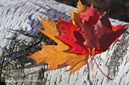 Sổ tay du lịch so tay du lich Sotaydulich Sotay Dulich Khampha Kham Pha Bui Can chuan bi gi cho chuyen du lich thuong ngoan mua thu tai Canada