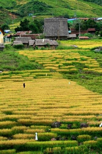 Sổ tay du lịch so tay du lich Sotaydulich Sotay Dulich Khampha Kham Pha Bui Ruong bac thang o Tay Nguyen