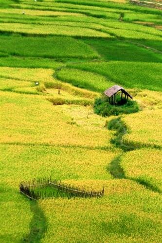Sổ tay du lịch so tay du lich Sotaydulich Sotay Dulich Khampha Kham Pha Bui Ruong bac thang o Tay Nguyen
