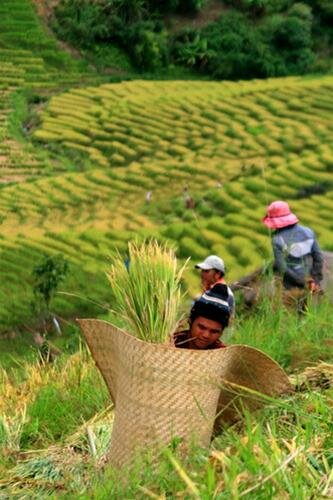 Sổ tay du lịch so tay du lich Sotaydulich Sotay Dulich Khampha Kham Pha Bui Ruong bac thang o Tay Nguyen