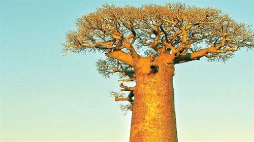 Sổ tay du lịch so tay du lich Sotaydulich Sotay Dulich Khampha Kham Pha Bui Thien nhien 4 sao o Madagascar