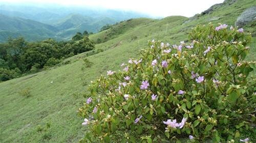 Sổ tay du lịch so tay du lich Sotaydulich Sotay Dulich Khampha Kham Pha Bui Tren cao nguyen Dong Cao
