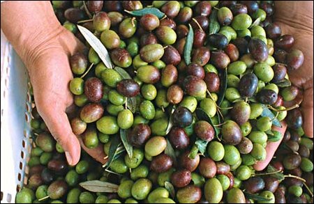 Sổ tay du lịch so tay du lich Sotaydulich Sotay Dulich Khampha Kham Pha Bui Mendoza diem den hap dan cua Argentina