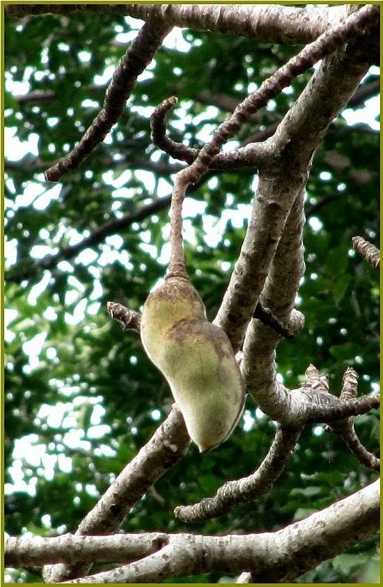 Sổ tay du lịch so tay du lich Sotaydulich Sotay Dulich Khampha Kham Pha Bui cay bao bap bieu tuong cua vung dat kho can chau Phi