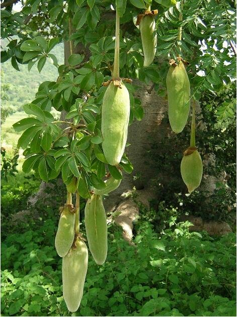 Sổ tay du lịch so tay du lich Sotaydulich Sotay Dulich Khampha Kham Pha Bui cay bao bap bieu tuong cua vung dat kho can chau Phi