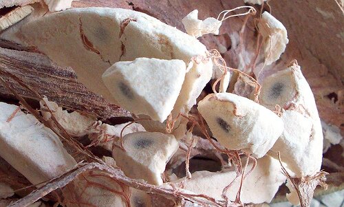 Sổ tay du lịch so tay du lich Sotaydulich Sotay Dulich Khampha Kham Pha Bui cay bao bap bieu tuong cua vung dat kho can chau Phi