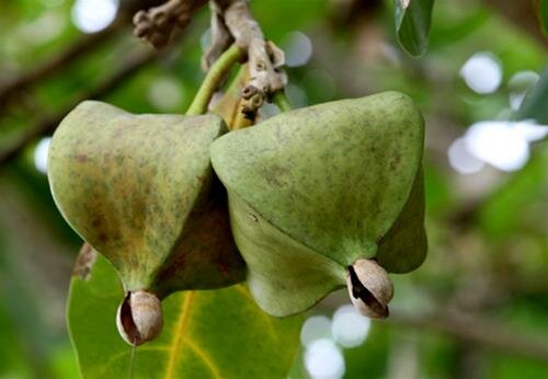 Sổ tay du lịch so tay du lich Sotaydulich Sotay Dulich Khampha Kham Pha Bui Con Co nhung goc nhin thu vi